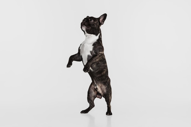 Ritratto di un simpatico bulldog francese in posa, in piedi sulle zampe posteriori isolate su un muro bianco