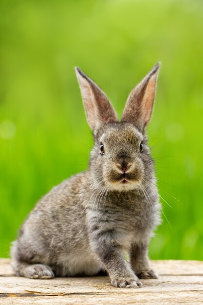 Ritratto di un simpatico coniglio grigio lanuginoso con le orecchie su un verde naturale