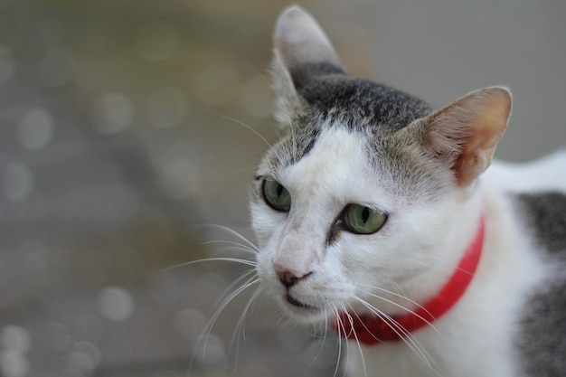 Ritratto di un simpatico gatto bianco e grigio con un guinzaglio rosso all'aperto con una vegetazione sfocata