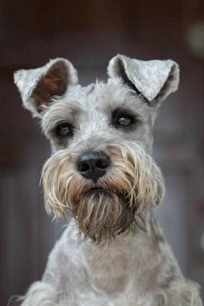 Ritratto di un simpatico Schnauzer miniatura sotto le luci