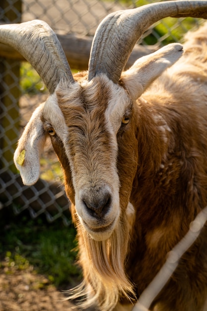Ritratto di una capra marrone con le corna che riposano sull'azienda agricola