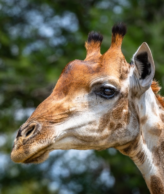 Ritratto di una giraffa immersa nel verde in un campo sotto la luce del sole