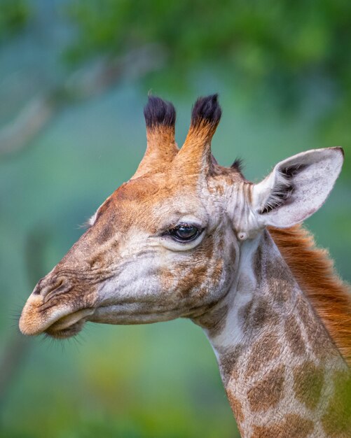 Ritratto di una giraffa immersa nel verde in un campo sotto la luce del sole