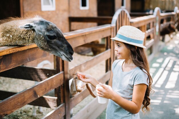 Ritratto di una ragazza graziosa che alimenta alimento ad alpaga nell&#39;azienda agricola