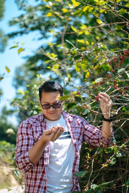 Ritratto di uomo asiatico raccoglitore di caffè Agricoltore che raccoglie chicco di caffè nel processo del caffè agricoltura lavoratore raccolto bacche di caffè arabica sul suo ramo