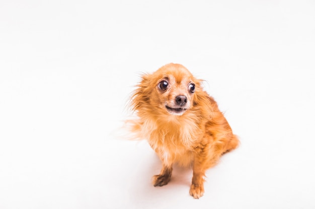 Ritratto felice del cane peloso adorabile sul contesto bianco