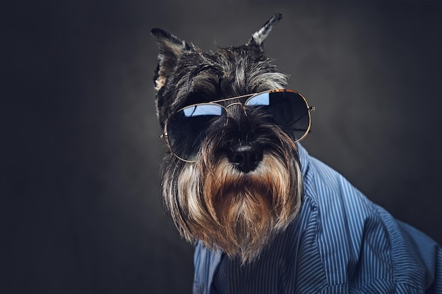 Ritratto in studio di cani schnauzer alla moda vestiti con una camicia blu e occhiali da sole.