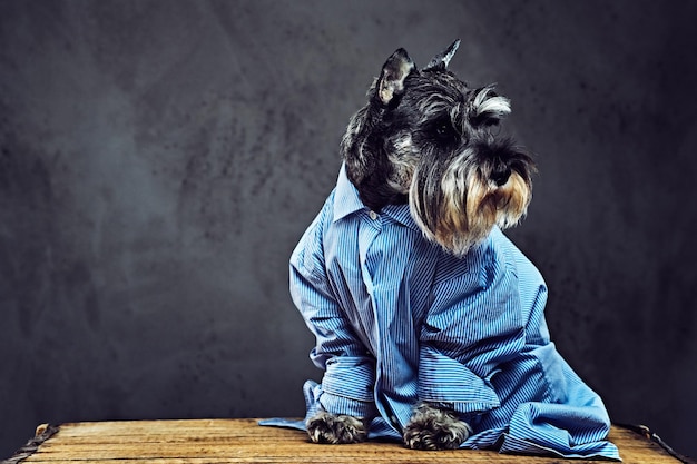 Ritratto in studio di cani schnauzer alla moda vestiti con una camicia blu e occhiali da sole.