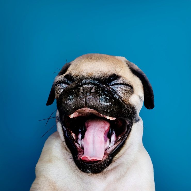 Foto gratuito ritratto solitario del cucciolo adorabile del carlino