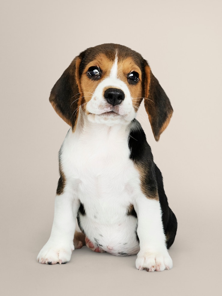 Foto gratuito ritratto solo del cucciolo adorabile del cane da lepre