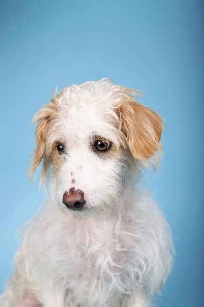 Ritratto verticale di un adorabile cane di razza mista su un blu