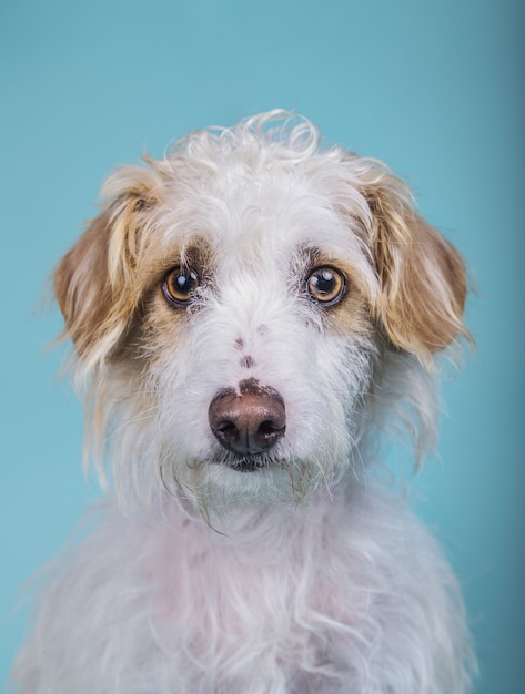 Ritratto verticale di un adorabile cane di razza mista su una parete blu