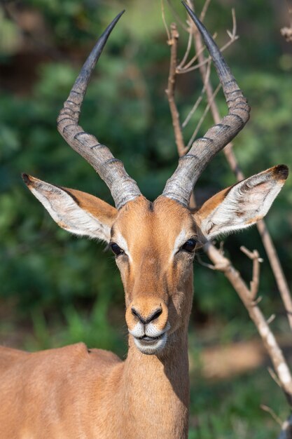 Ritratto verticale di un'antilope in piedi in un campo verde