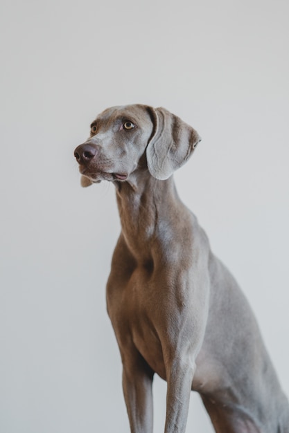 Ritratto verticale di un tipo blu Weimaraner di cane su un gray