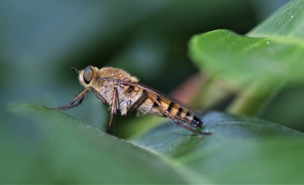 Robberfly (Asilidae)