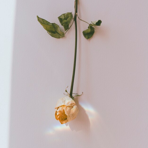 Rosa bianca capovolta su un muro