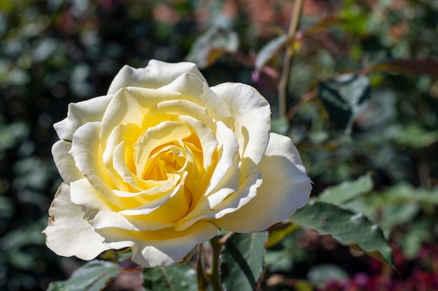 Rosa bianca del primo piano all'aperto