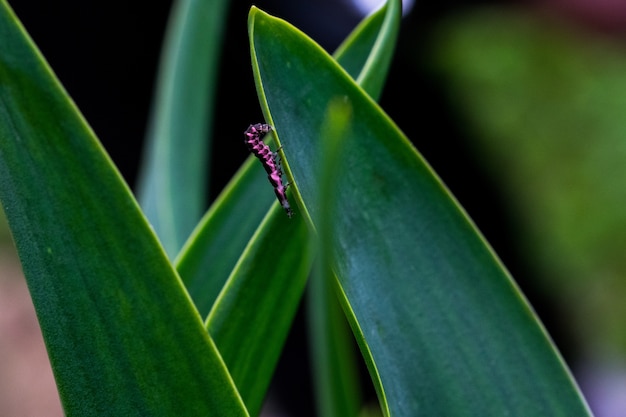 Rosa e nero Glow Worm larva che lotta per scendere la foglia di una pianta nella campagna maltese