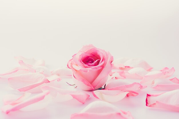 Rosa e rosa bianca con petalo
