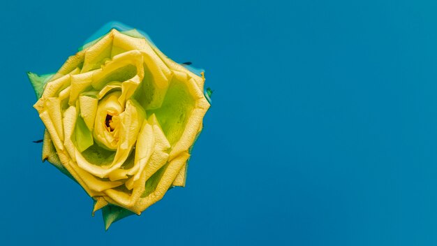 Rosa gialla in acqua con copia spazio