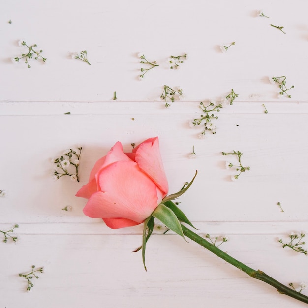 Rosa rosa singola con piccoli fiori carini e sfondo bianco in legno