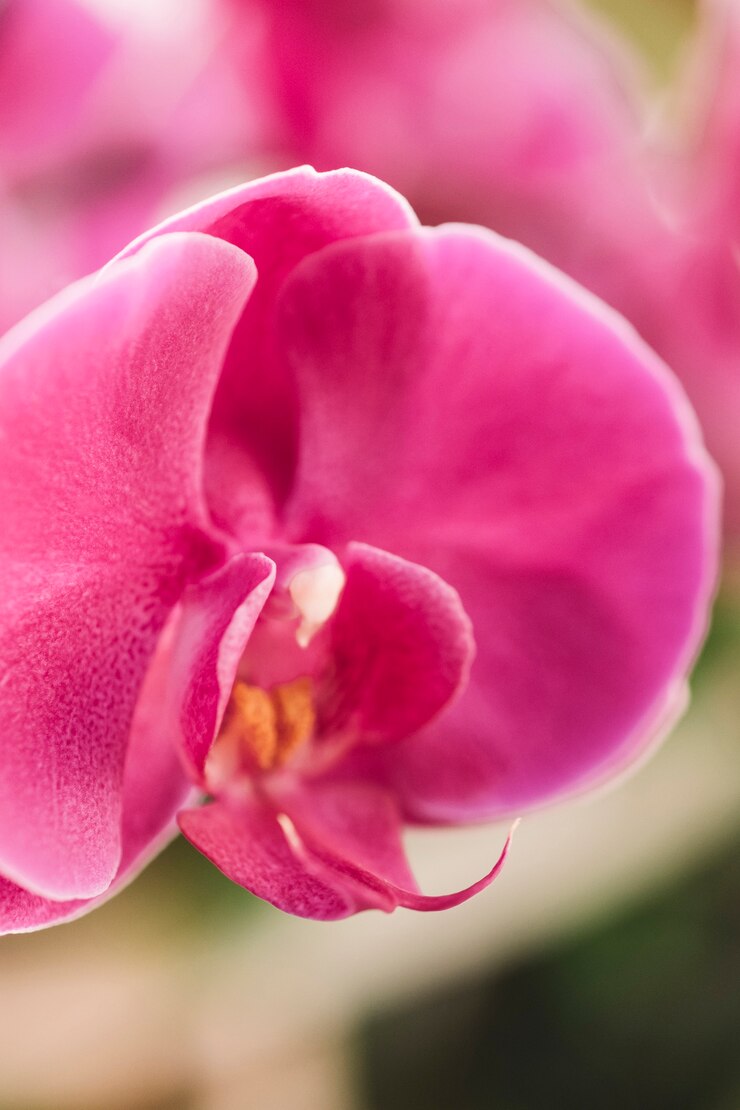 Foto gratuito rosa rosa