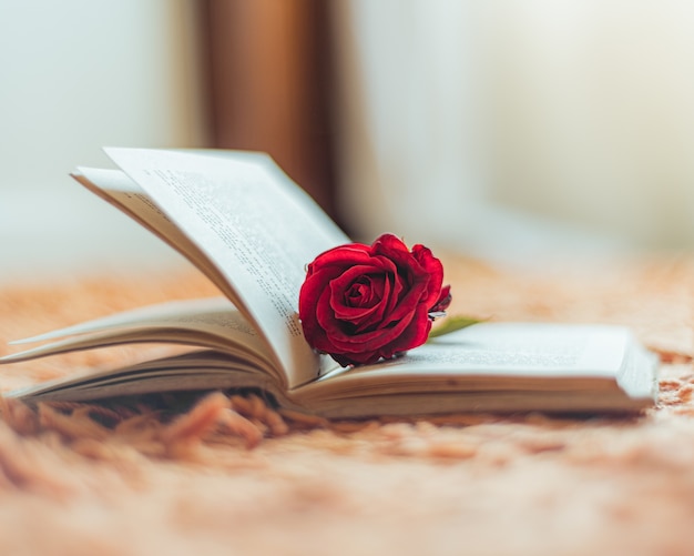 Rosa rossa all'interno di un libro aperto