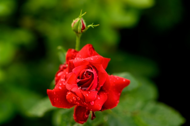 Rosa rossa con gocce d'acqua