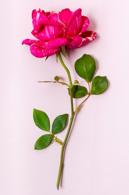 Rosa rossa del primo piano con le foglie verdi