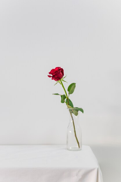 Rosa rossa fresca in vaso sul tavolo