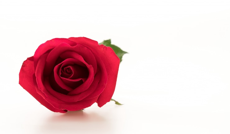 Foto gratuito rosa rossa