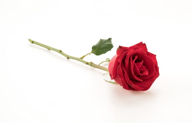 Foto gratuito rosa rossa
