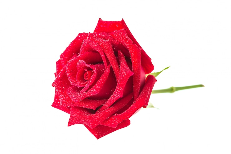 Foto gratuito rosa su uno sfondo bianco