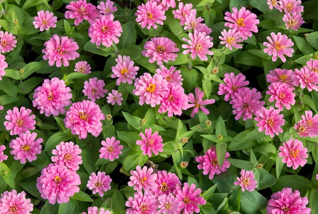 rosa zinnia fiori vista dall&#39;alto