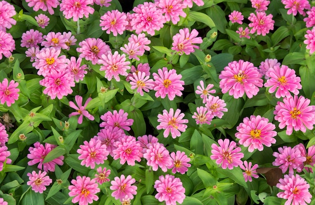 rosa zinnia fiori vista dall&#39;alto