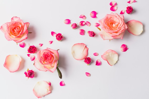 Rose e petali su bianco