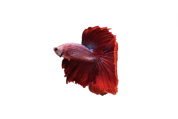 Rosso Halfmoon Betta splendens o pesci siamesi combattimento isolato