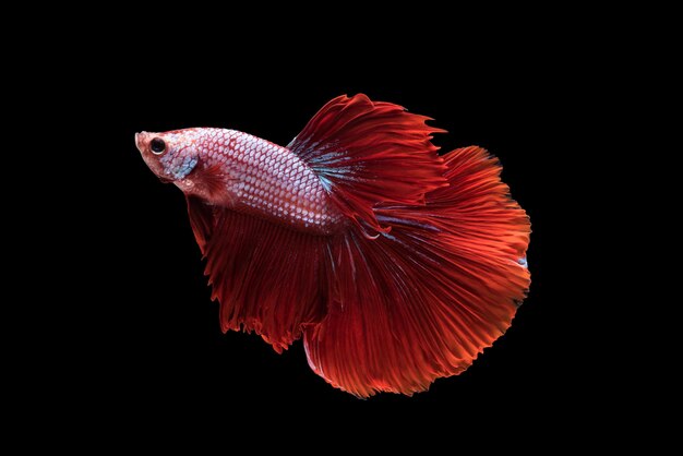 Rosso Halfmoon Betta splendens o pesci siamesi combattimento isolato