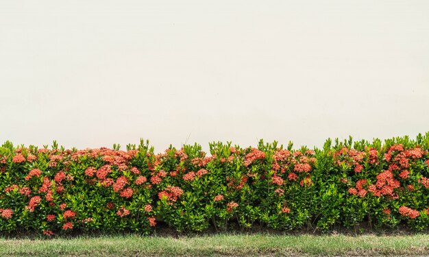 Rosso Ixora Fiori