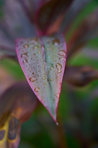 rosso malaysia pioggia foglie bagnate