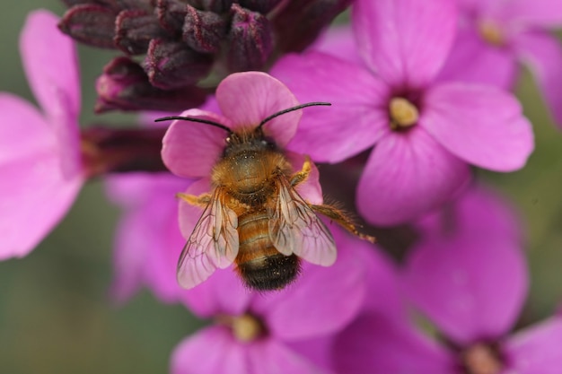 Rosso maschio mason bee (Osmia rufa) sorseggiando il nettare da un viola violaciocca (Erysimum cheiri)
