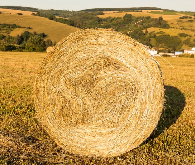 Rotolo di fieno nel campo