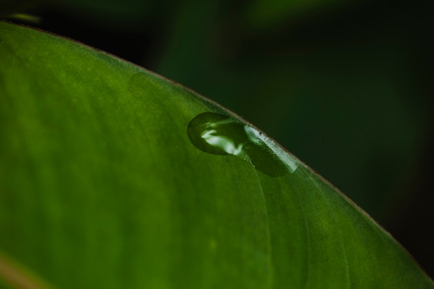 Rugiada di Close-up sulla foglia