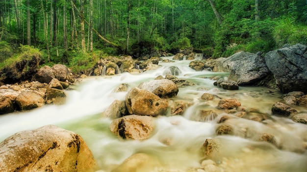 Ruscello con rocce nella foresta