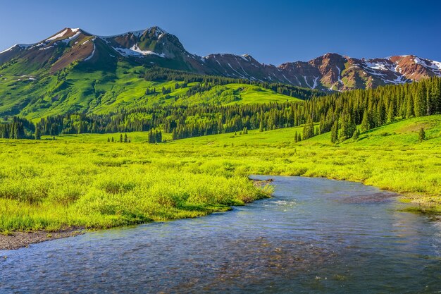 Ruscello poco profondo in mezzo agli alberi alpini su dolci colline e montagne