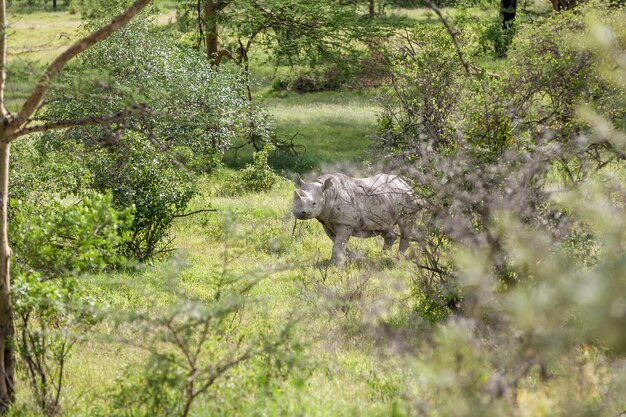 Safari. rinoceronte bianco sullo sfondo della savana