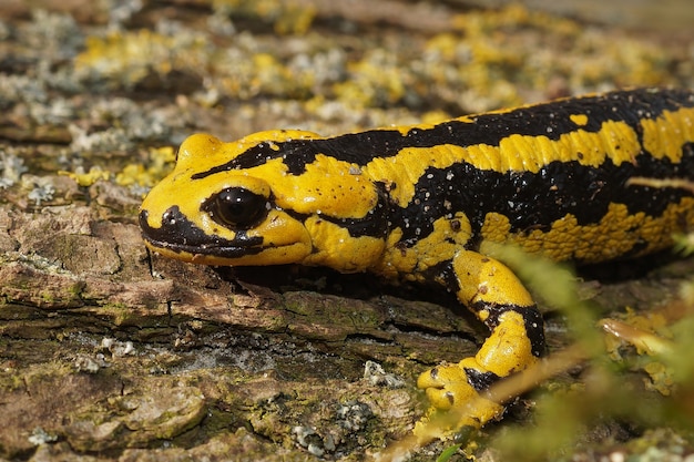 Salamandra bernardezi di colore giallo brillante sulla superficie in legno