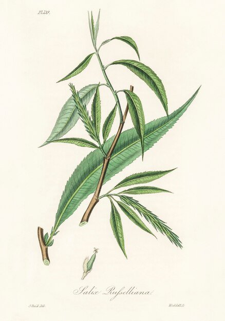 Salix rufselliana illustration from Medical Botany (1836)