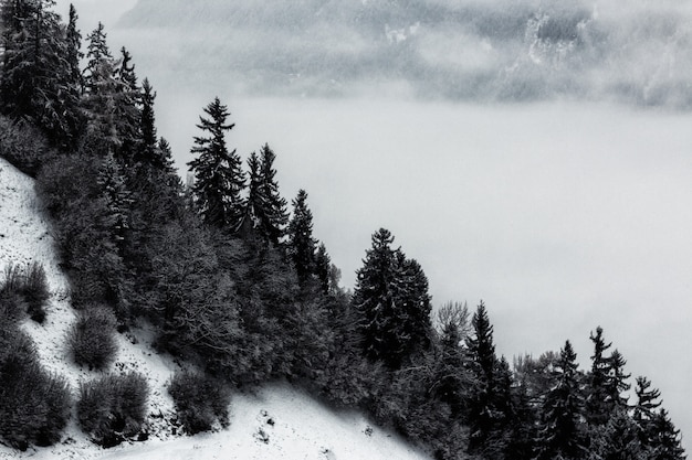 Scala di grigi di pini e montagna