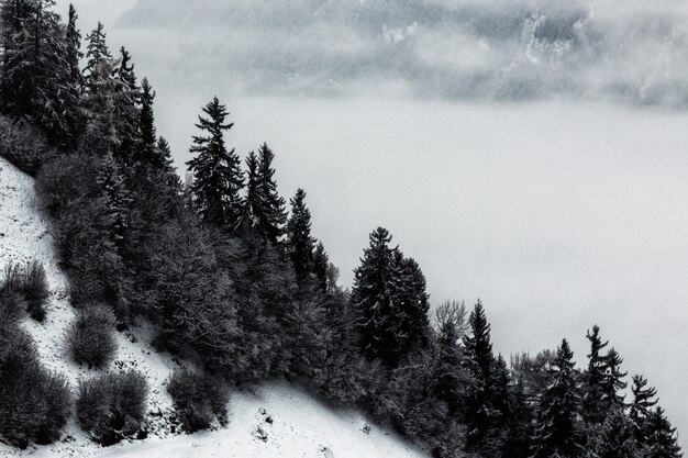 Scala di grigi di pini e montagna